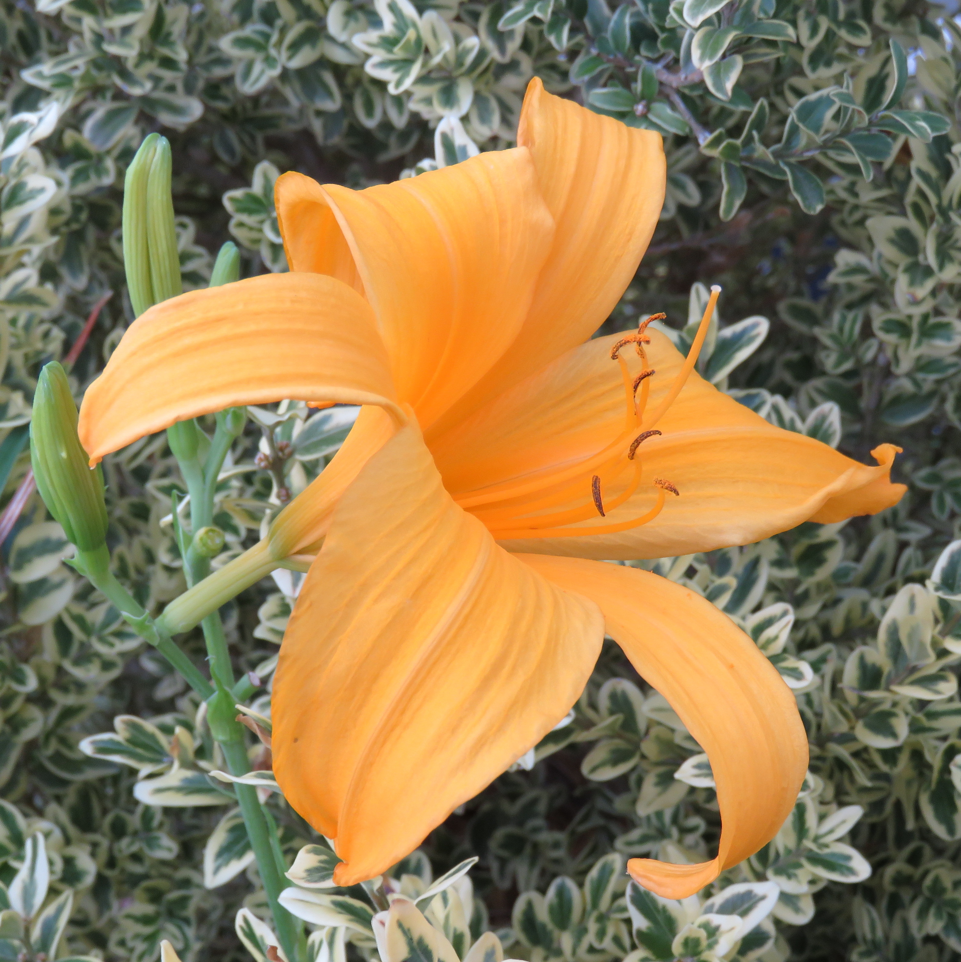 Hemerocallis multiflorus hyb 'August Orange' - Click Image to Close